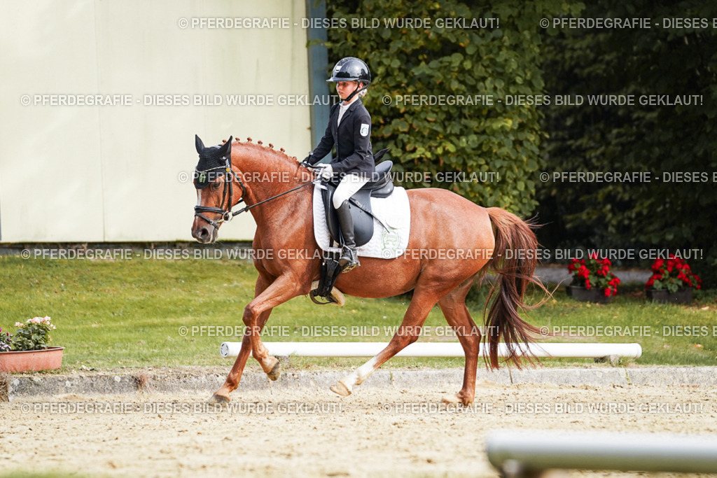 DSC04905 | Pferdegrafie