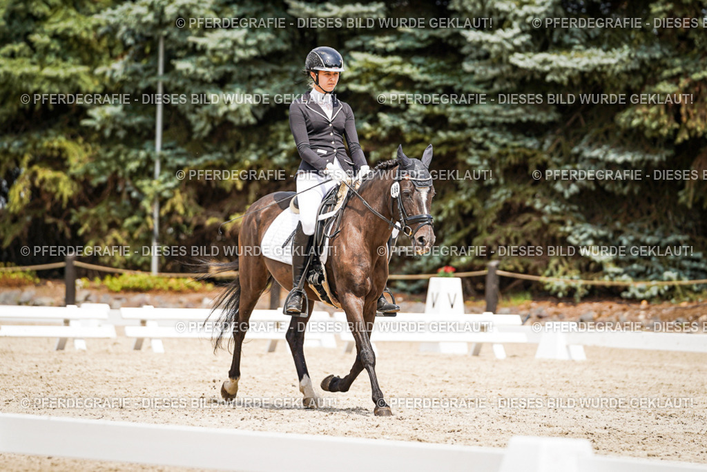 DSC03751 | Pferdegrafie