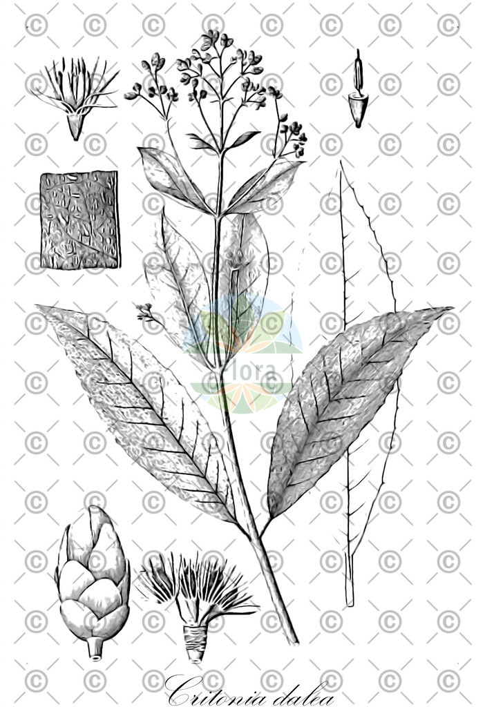 HistAbb_wfo-0000095995_2_ENZY_Simple | Historische Abbildung von Critonia dalea - Asteraceae | Historical Illustration of Critonia dalea - Asteraceae