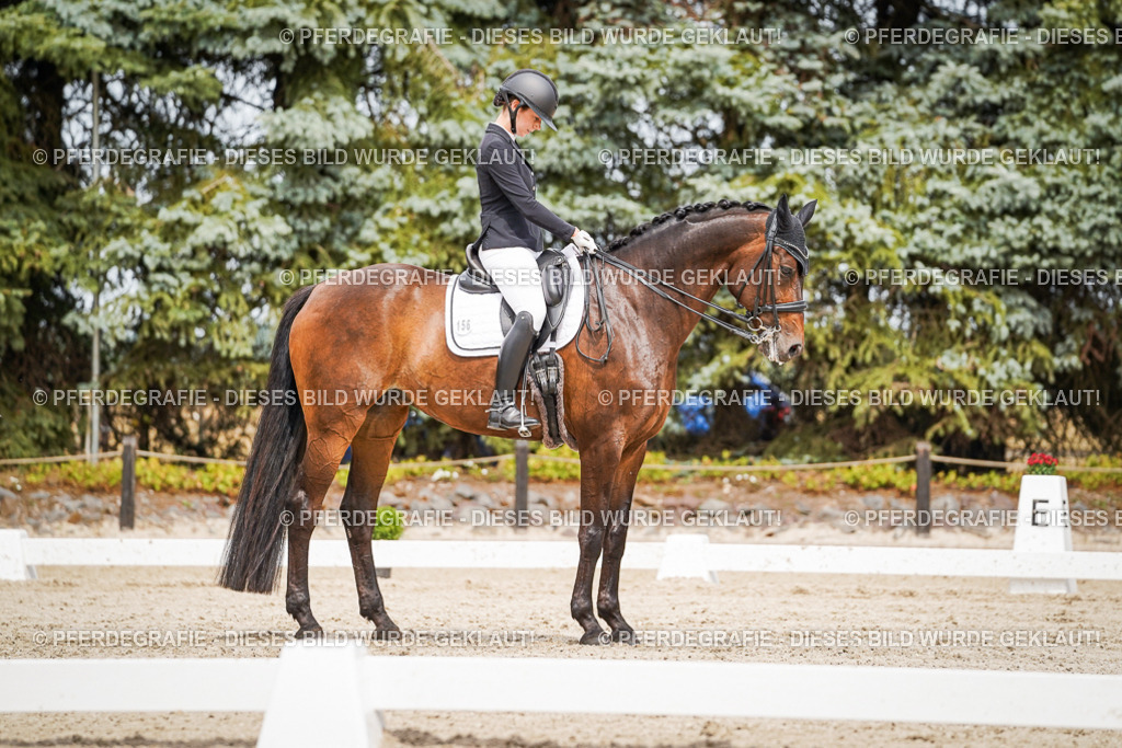 DSC05800 | Pferdegrafie