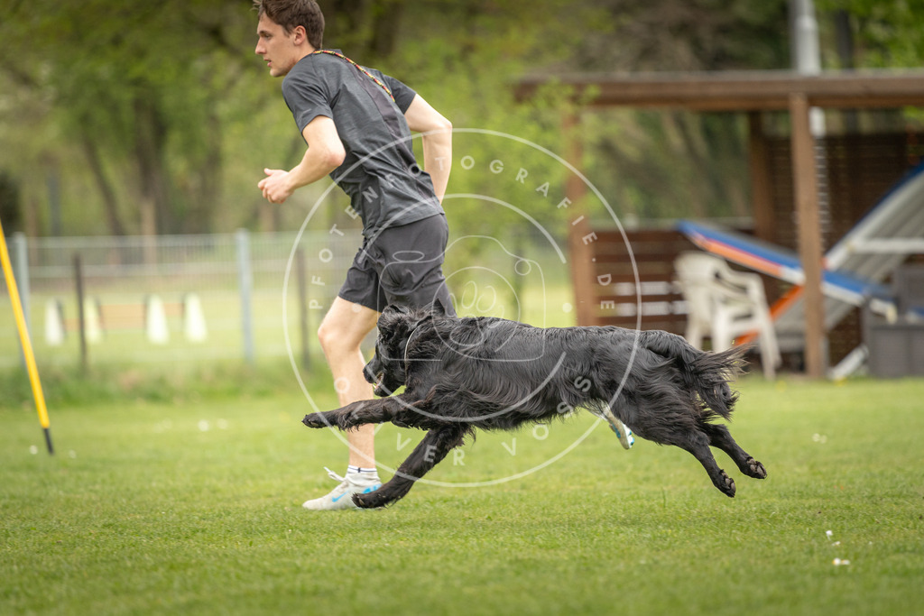 Pfotenfotografie_DV3A9789 | Hundefotografie, Tierfotograf, Pfotenfotografie, Fotoshooting Hund, Hunde Portrait, Hundesport, Hundeportraits, Heideshooting, Hunde, Sportfotograf, Hundefotograf, Turnierhundsport, THS,  - Realisiert mit Pictrs.com