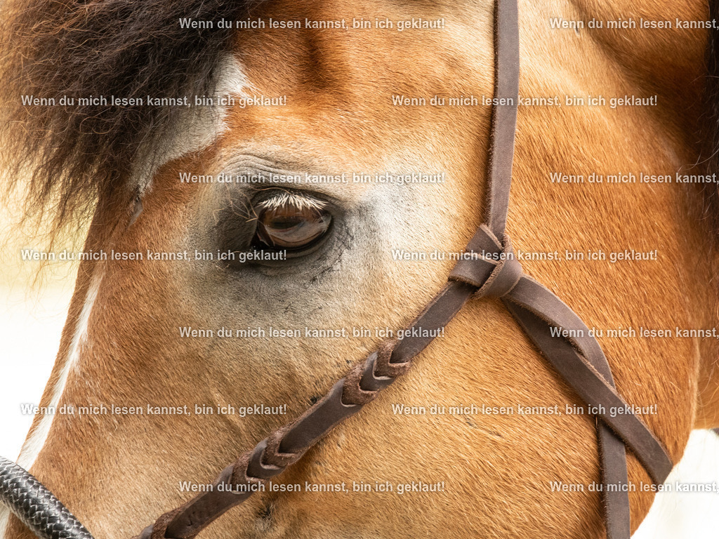 598A7935 | photographylinaismer - Realisiert mit Pictrs.com