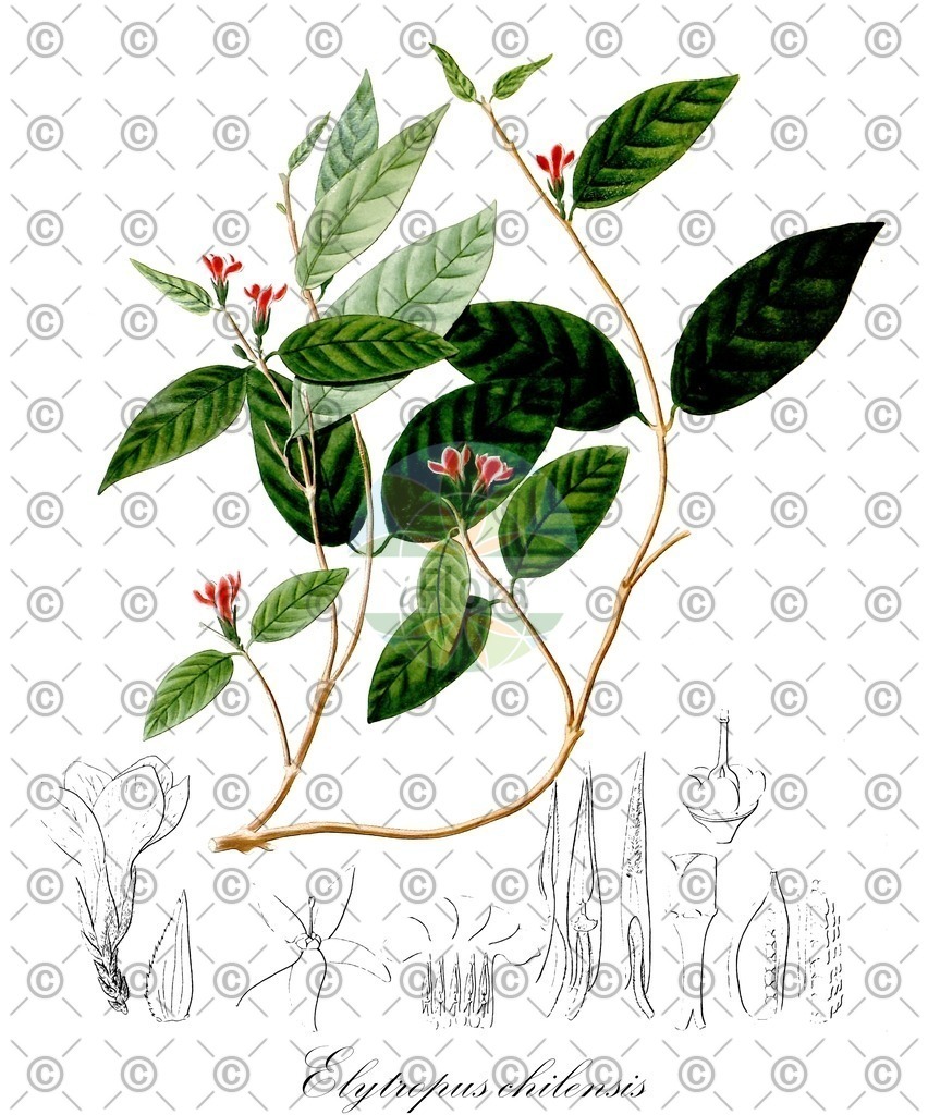 HistAbb_wfo-0000667044_1_ENZY_Simple | Historische Abbildung von Elytropus chilensis - Apocynaceae | Historical Illustration of Elytropus chilensis - Apocynaceae