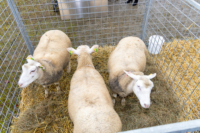 SchaZie-Tag Feldkirchen | Bildershop von pixelworld.at - Realisiert mit Pictrs.com