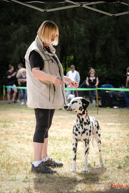 Dalmatiner Hilden | Dalmatiner, Regionalgruppenausstellung Regio West Hilden. Richterin Sivia Weber-Martegani.  in Hilden  03.09.2022 Foto: Leo Wyden