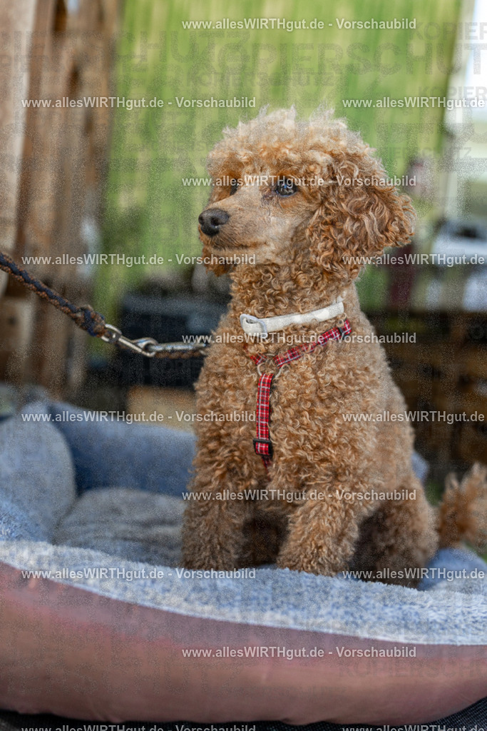Hundeschwimmen_Volksbad_2026-allesWIRTHgut_Tierfotografie-2609061111-102150-7R509503 | Professionelle Tierfotografie in Mönchengladbach von Daniel Wirth (allesWIRTHgut). Liebevolle & natürliche Bilder von Hunden & Katzen für unvergessliche Erinnerungen.