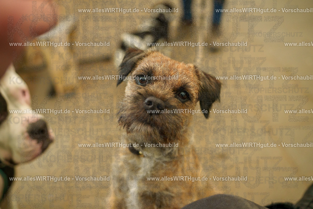 @allesWIRTHgut_Tierfotografie - www.allesWIRTHgut.de - 115955-7R508710 | Professionelle Tierfotografie in Mönchengladbach von Daniel Wirth (allesWIRTHgut). Liebevolle & natürliche Bilder von Hunden & Katzen für unvergessliche Erinnerungen.