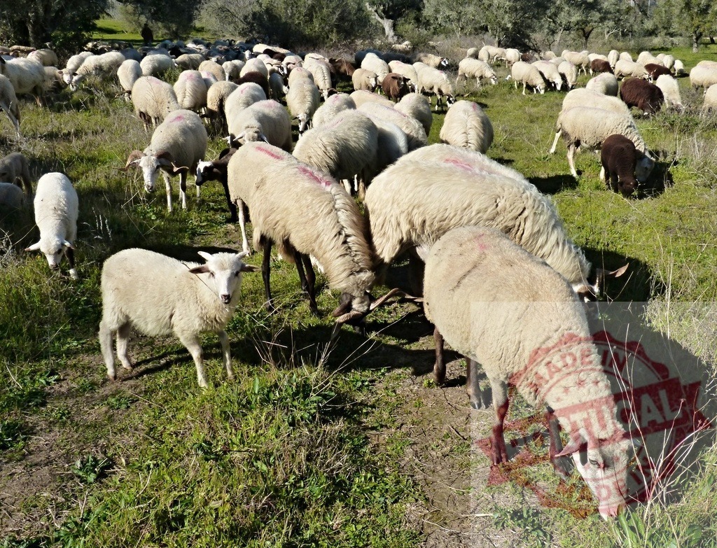 Sheep flock grazing green pasture on sunny day | Sheep populate a verdant field, eating grass under warm sunlight - Realisiert mit Pictrs.com