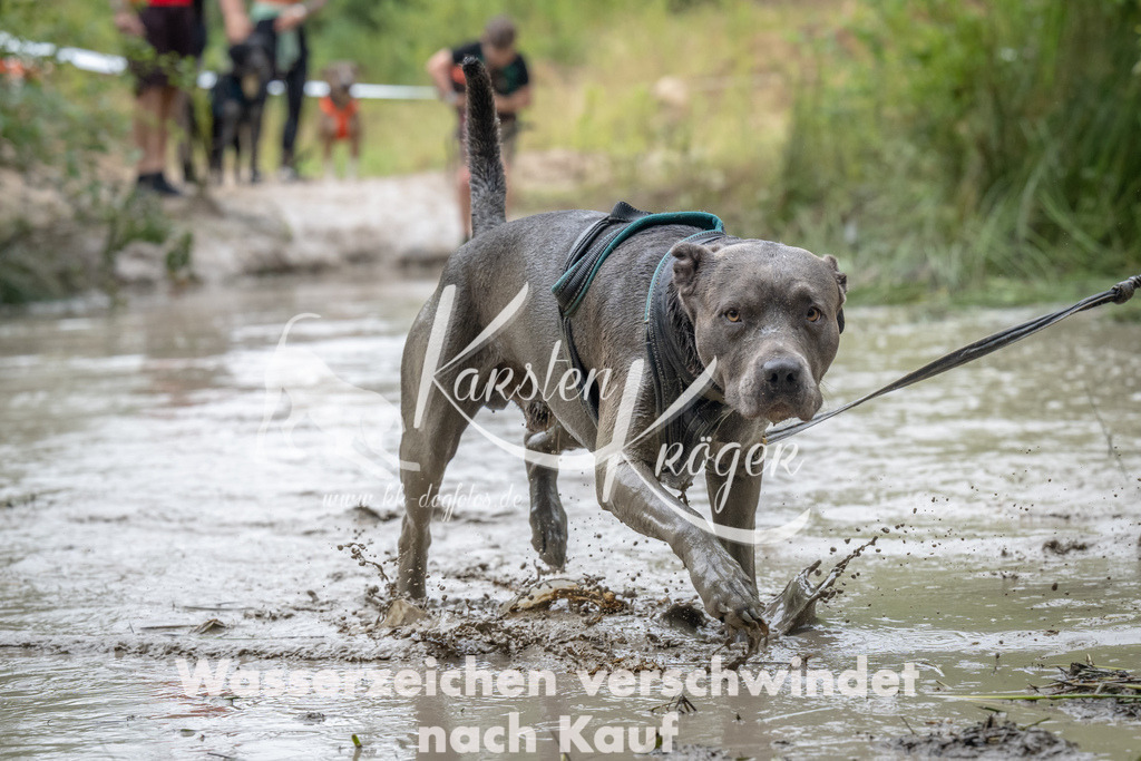 1337_ZZ91125 | kk-dogfotos