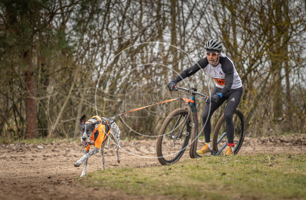 Pfotenfotografie_DV3A9588 | Hundefotografie, Tierfotograf, Pfotenfotografie, Fotoshooting Hund, Hunde Portrait, Hundesport, Hundeportraits, Heideshooting, Hunde, Sportfotograf, Hundefotograf, Turnierhundsport, THS,  - Realisiert mit Pictrs.com