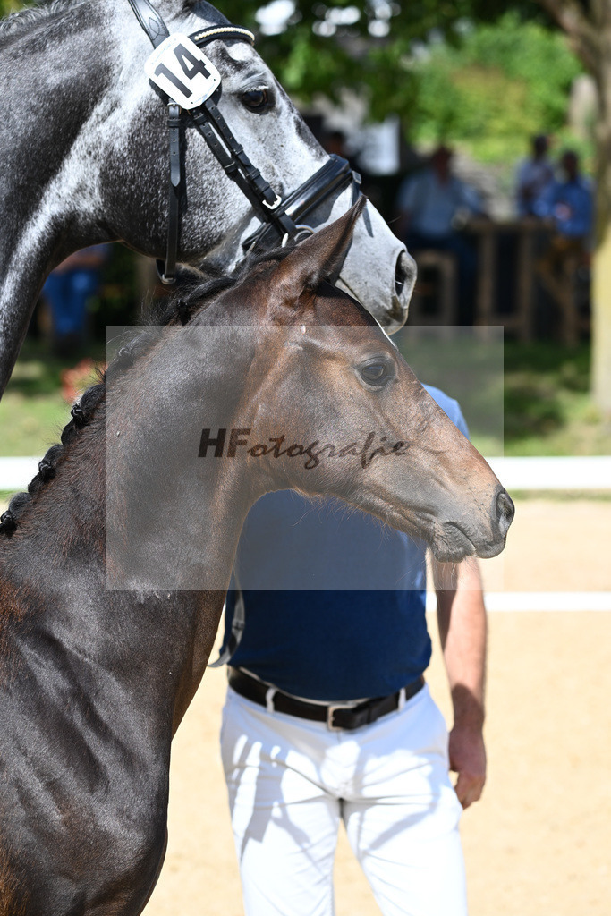 Kat-Nr. 14 HF DSP Va Bene x Fairbanks_Rainer_27230193 | hf-fotografie - Realisiert mit Pictrs.com