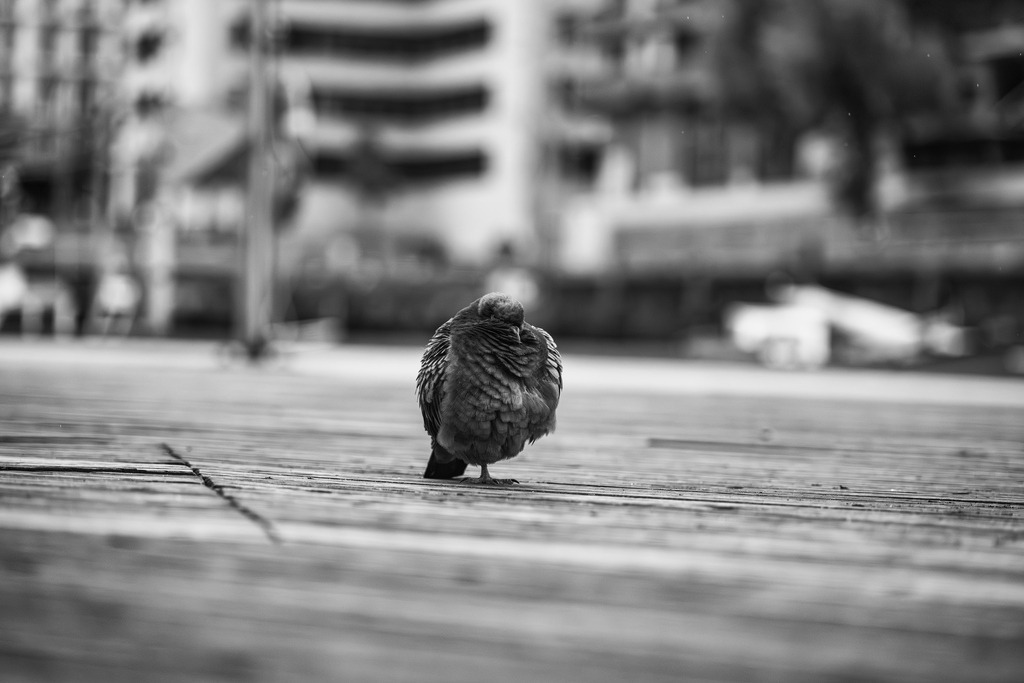 2025_08_03_HH-LANDUNGSBRUECKEN+HAFENCITY_MCP0468 sw | Hochwertig gedruckte Fotografien für die Wand, als Kalender und zum Verschenken. Hamburg & Norddeutschland und überall wo ich mit der Kamera unterwegs war.