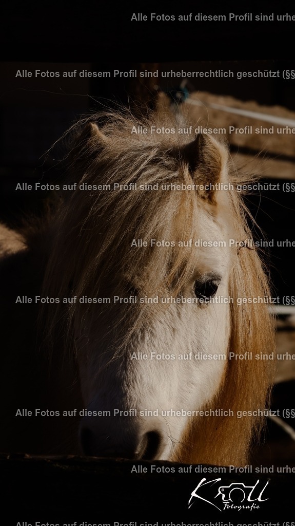 Photo_1733000319747 | krollfotografie - Realisiert mit Pictrs.com