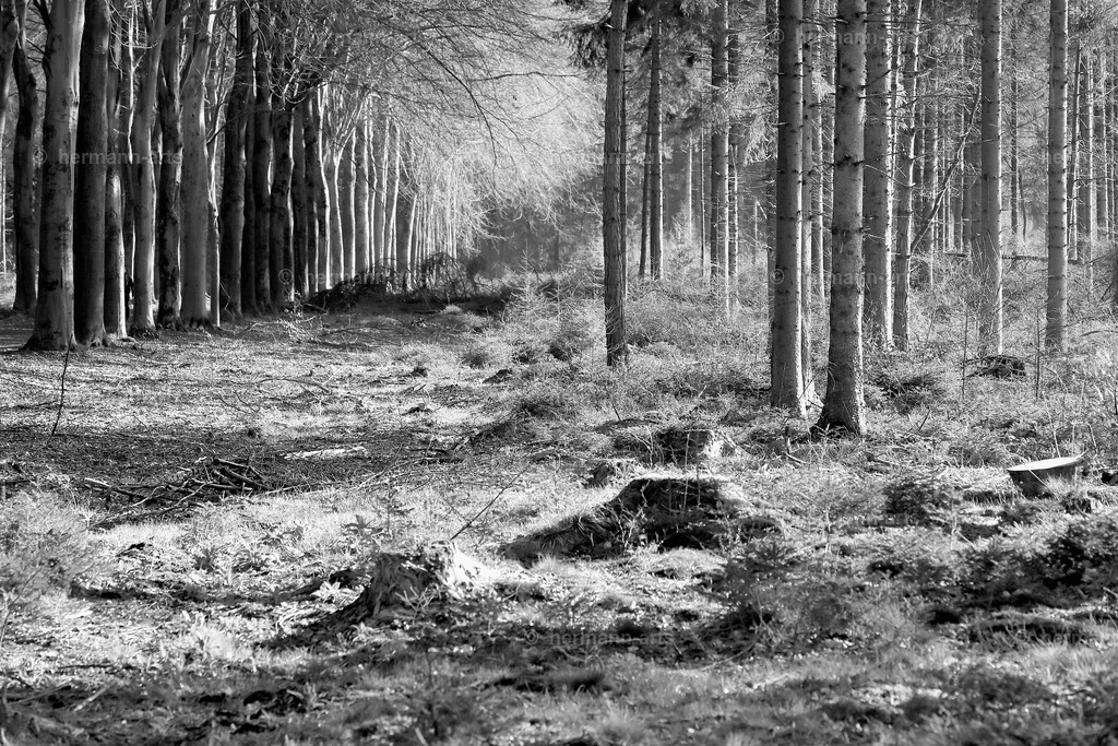 Trees_fine_Art_0047 | Photo Foto Kunst Art schwarzweiss Bilder Rheine Münster Berlin Blumen 