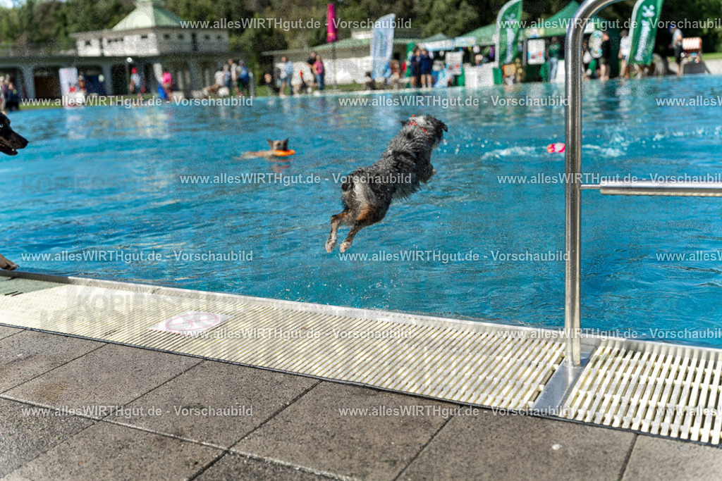 Hundeschwimmen_Volksbad_2026-allesWIRTHgut_Tierfotografie-2609061211-112131-7R500264 | Professionelle Tierfotografie in Mönchengladbach von Daniel Wirth (allesWIRTHgut). Liebevolle & natürliche Bilder von Hunden & Katzen für unvergessliche Erinnerungen.