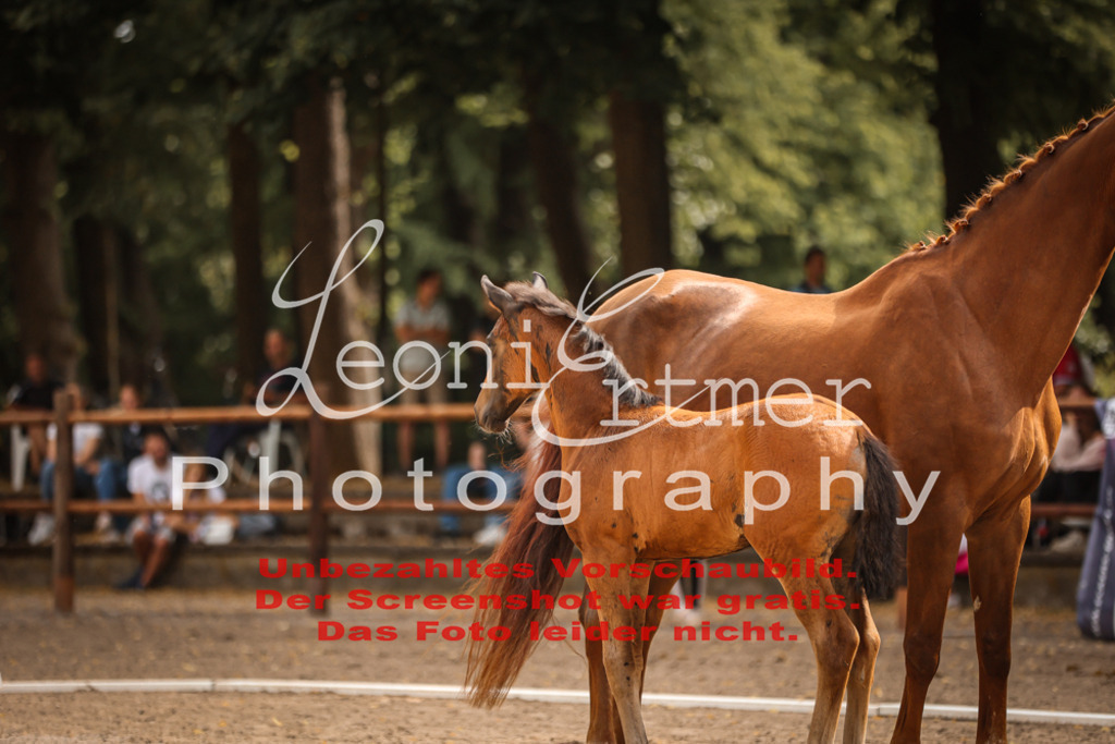 SaFohlen00091 | Leoni Ertmer Photography - Realisiert mit Pictrs.com
