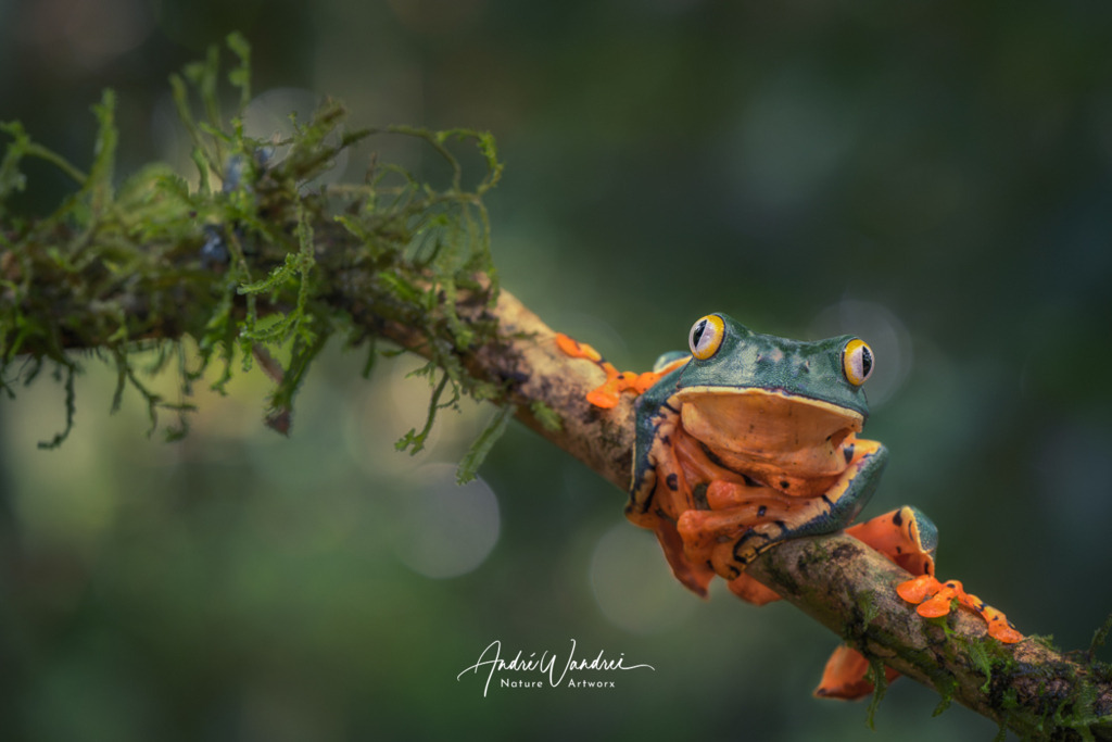 Der starre Blick | Andre Wandrei - Nature Artworx - Realisiert mit Pictrs.com