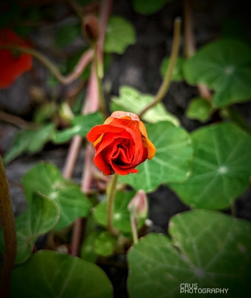 Photo_1693163570007 | crus-photography