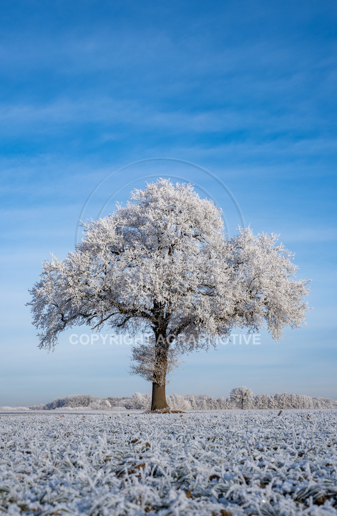 20221218-_DSF2568 | Schneebedeckte Landschaft bei eisiger Kälte - Realisiert mit Pictrs.com