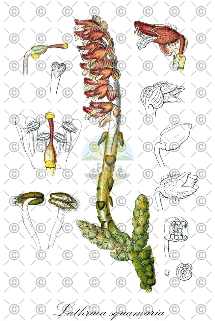 HistAbb_wfo-0001063796_1_ENZY_Simple | Historische Abbildung von Lathraea squamaria - Orobanchaceae (Gewöhnliche Schuppenwurz;Aufrechte Schuppenwurz;Laubholz-Schuppenwurz;Nadelholz-Schuppenwurz;Fichten-Schuppenwurz;Schuppenwurz) | Historical Illustration of Lathraea squamaria - Orobanchaceae (toothwort;common toothwort)