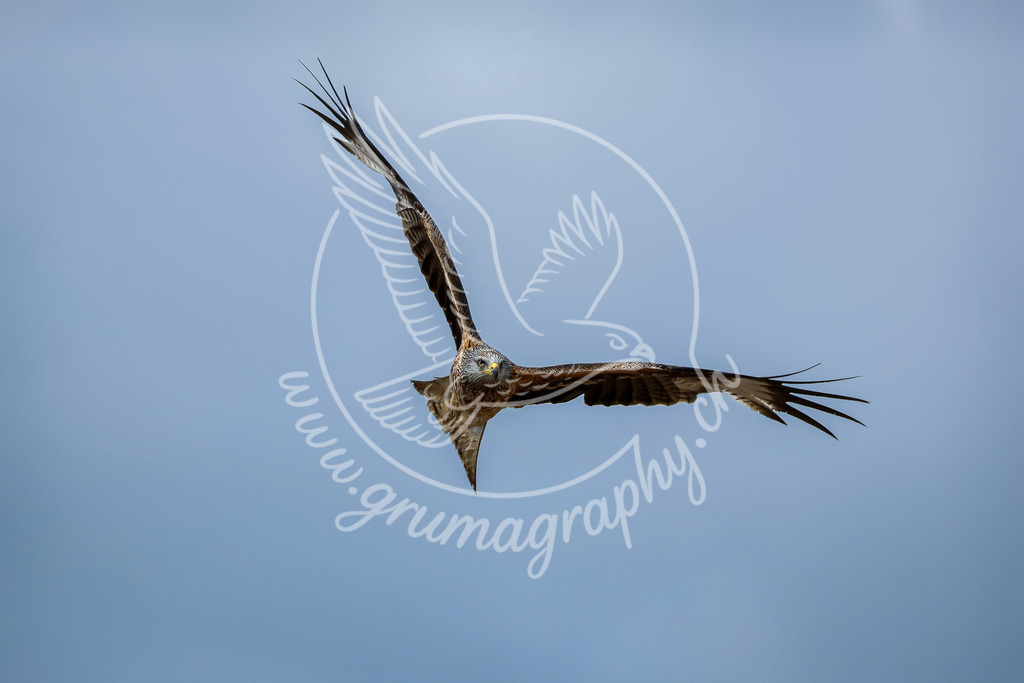 skyfracture - red kite_ switzerland | Rotmilan Fine-Art Wildlife Fotografie aus der Schweiz – ruhige, natürliche Flugaufnahme.