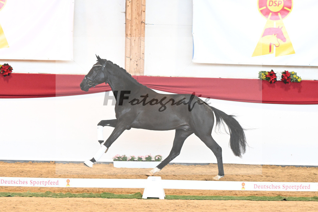 Kat-Nr. 45 Raven x Everdale_Rakelbusch_43230779 | hf-fotografie - Realisiert mit Pictrs.com