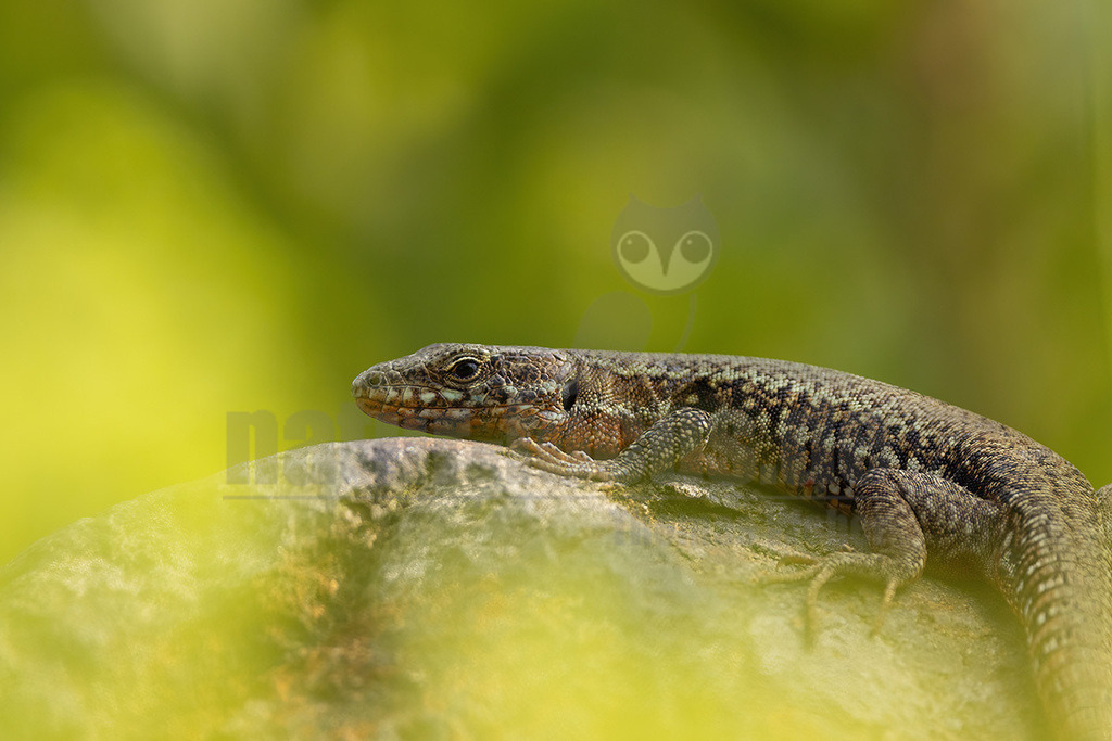 R5NF3902_20240622 | 
Beschreibung
Kletterkünstlerin in warmen Hanglagen und Weinbergen
Die Mauereidechse besiedelt offene, wärmebegünstigte Lebensräume wie Stein- und Felshänge, Schotterbetten von Gleisanlagen, aber auch insbesondere Weinberge, die geprägt sind durch ein kleinräumiges Mosaik an Sonnen-, Versteck- und Eiablageplätzen, Nahrungsgründen sowie Winterquartieren. Durch Flächenverlust, Verlust an kleinräumig gegliederten Lebensräumen und Nutzungssteigerung im Weinbau ist sie besonders gefährdet. - Realisiert mit Pictrs.com