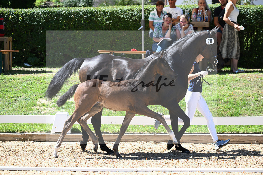 Kat-Nr. 70 HF Van Dijk x Royaldik_Hoffmann_27230759 | hf-fotografie - Realisiert mit Pictrs.com