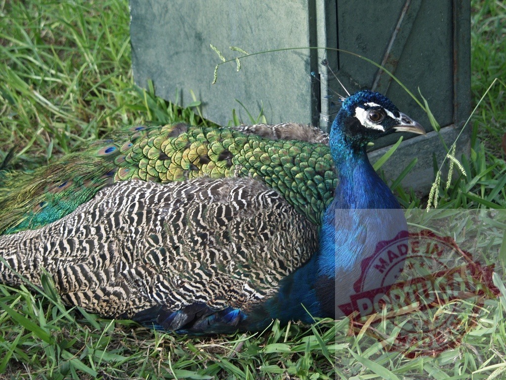 Peacock bird resting on green grass enjoying sun | Peacock bird with iridescent feathers resting on green grass in wildlife setting - Realized with Pictrs.com