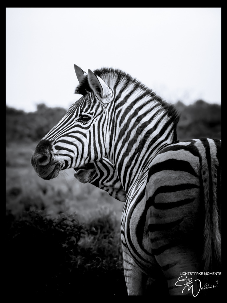 20231010-063757 SOUTHAFRIKA_-2 | Herzlich willkommen auf meiner Seite! Ich bin Elke Wallnisch, Deine Fotografin für lichtstarke Momente. Der Name steht für alles, was mich mit der Fotografie verbindet: Das Licht und seine machtvolle Wirkung auf eine Situation oder unsere Stimmung - Realisiert mit Pictrs.com
