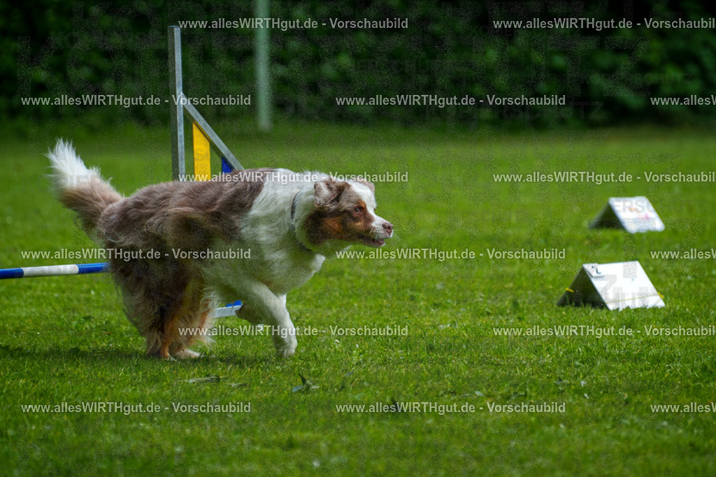 @allesWIRTHgut_Tierfotografie - www.allesWIRTHgut.de - 7R503335 | Professionelle Tierfotografie in Mönchengladbach von Daniel Wirth (allesWIRTHgut). Liebevolle & natürliche Bilder von Hunden & Katzen für unvergessliche Erinnerungen.