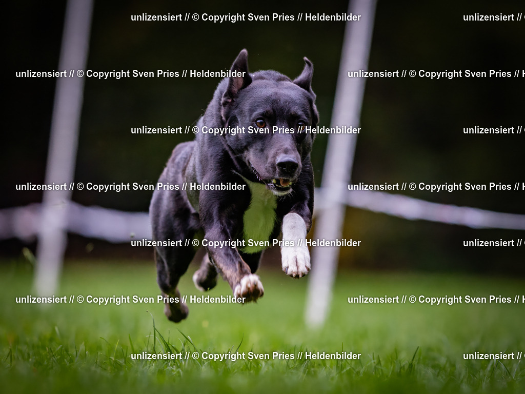 Sven Pries | 2024-10-19 - Hunderennen Ober-Grombach - Realisiert mit Pictrs.com