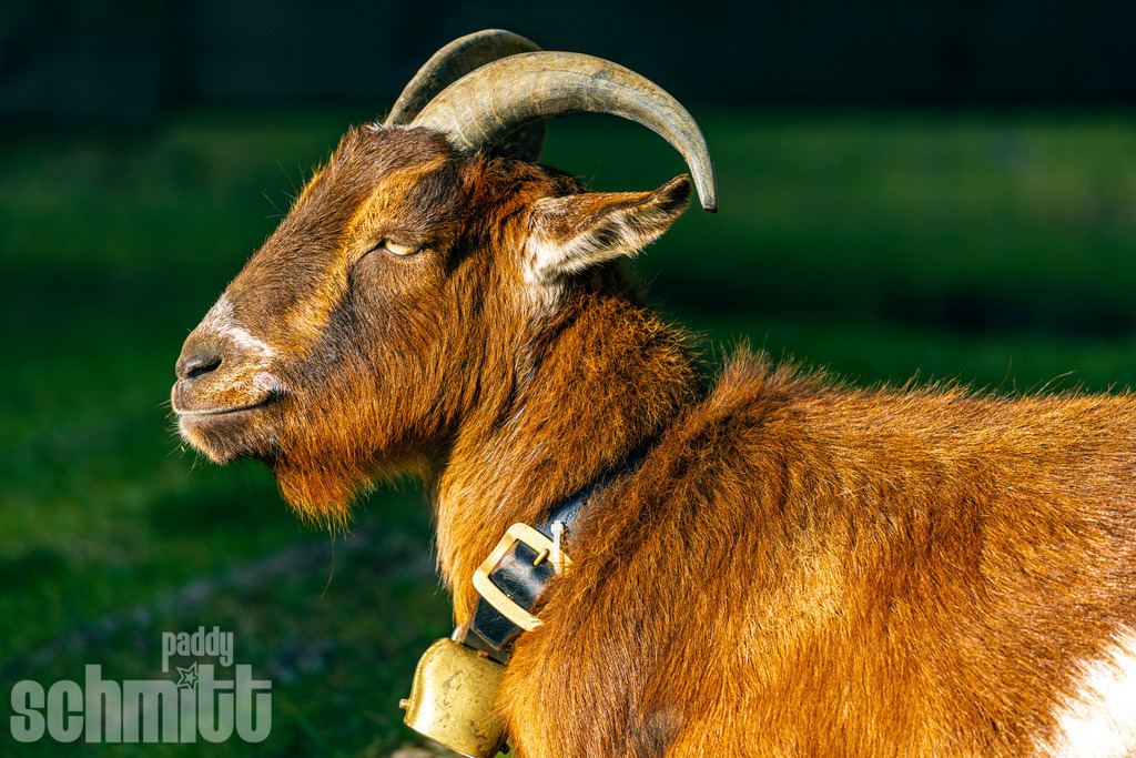 PS-Tiere-2026-79 | Entdecke die größte Bildgalerie der Region mit Fotografien aus dem Allgäu, der Bodenseeregion, Oberschwaben, dem Donautal und der Schwäbischen Alb. Landschaften, Luftaufnahmen und Reisefotografie als Wandbild und Fotokunst. - Realisiert mit Pictrs.com