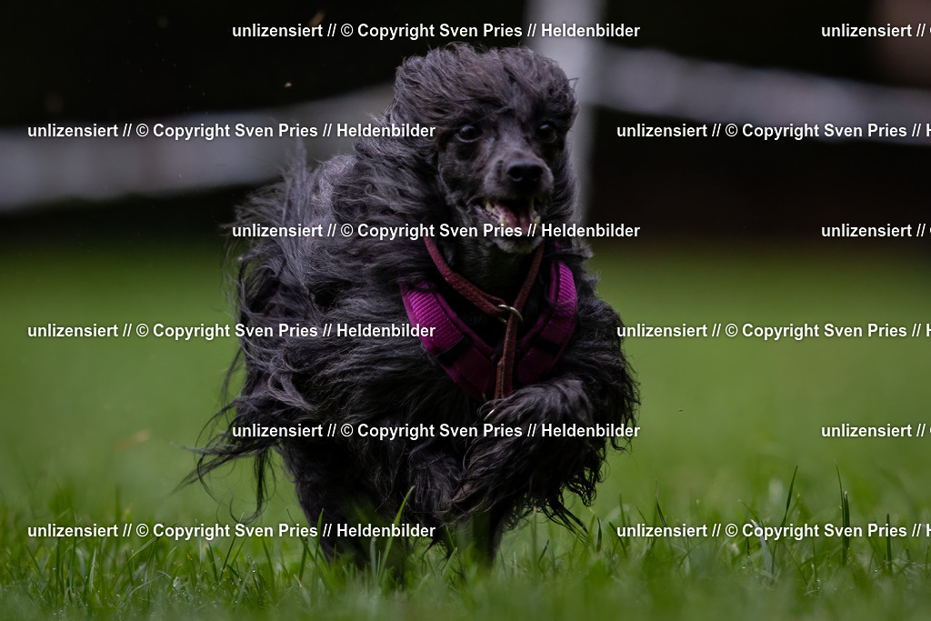 Sven Pries | 2024-10-19 - Hunderennen Ober-Grombach - Realisiert mit Pictrs.com