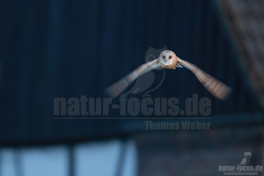 R6NF7260_20240717 | Schleiereulen haben das typische Aussehen der Eulen: Die Augen auf ihrem runden Kopf blicken nach vorne und sitzen nicht wie bei anderen Vögeln seitlich am Kopf.

Sie sind von allen anderen Eulen durch ihre typische, herzförmige, weiße Zeichnung im Gesicht, dem so genannten Gesichtsschleier, zu unterscheiden. - Realisiert mit Pictrs.com