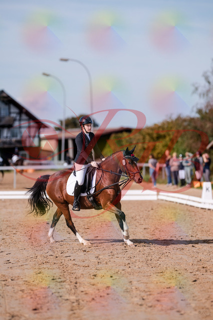 2026_10_03_Siefer-Hof_115751_Z81_99062048 | Professionelle Reitsport-, Turnier- und Eventfotografie von Robert Broda. Galerien mit ausgewählten und bearbeiteten Bildern direkt online ansehen und bestellen.