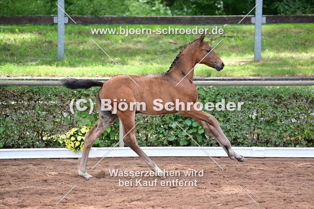 062_Diaron - Stalypso_Hartmut Bethge_868_4199 | Björn Schroeder Pferdefotografie