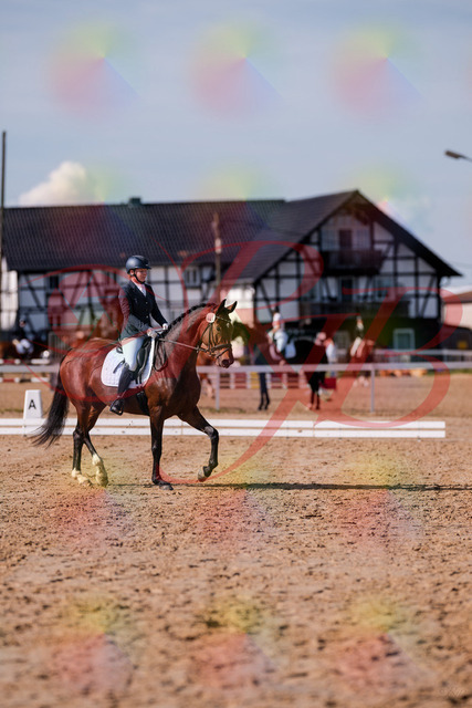 2026_10_03_Siefer-Hof_125731_Z81_45826723 | Professionelle Reitsport-, Turnier- und Eventfotografie von Robert Broda. Galerien mit ausgewählten und bearbeiteten Bildern direkt online ansehen und bestellen.
