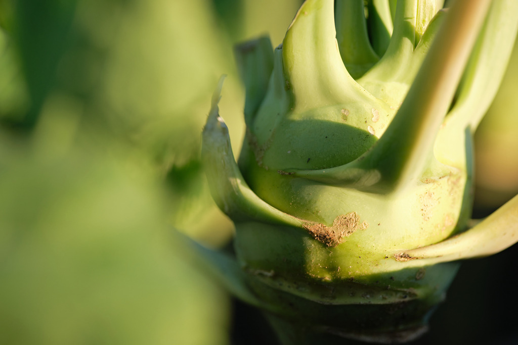 Detail einer Kohlrabi im Gartenbeet | Burgenland, Austria - August 11, 2023: Detail einer Kohlrabi im Gartenbeet. - Realisiert mit Pictrs.com
