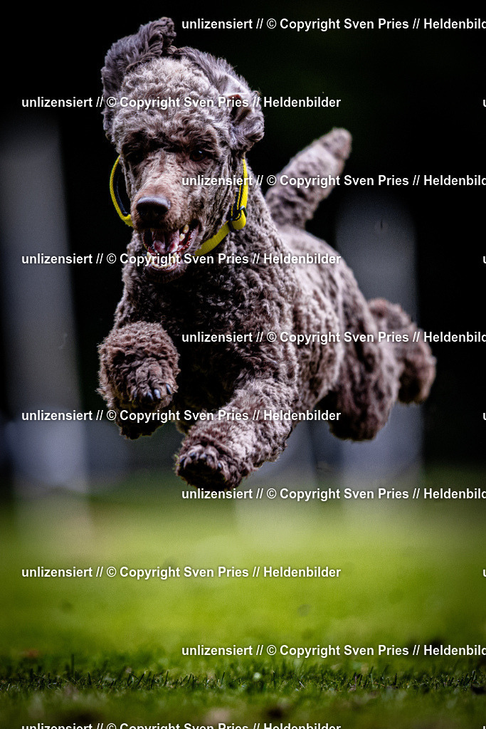 Sven Pries | 2025-10-03 - Hunderennen Obergrombach - Realisiert mit Pictrs.com