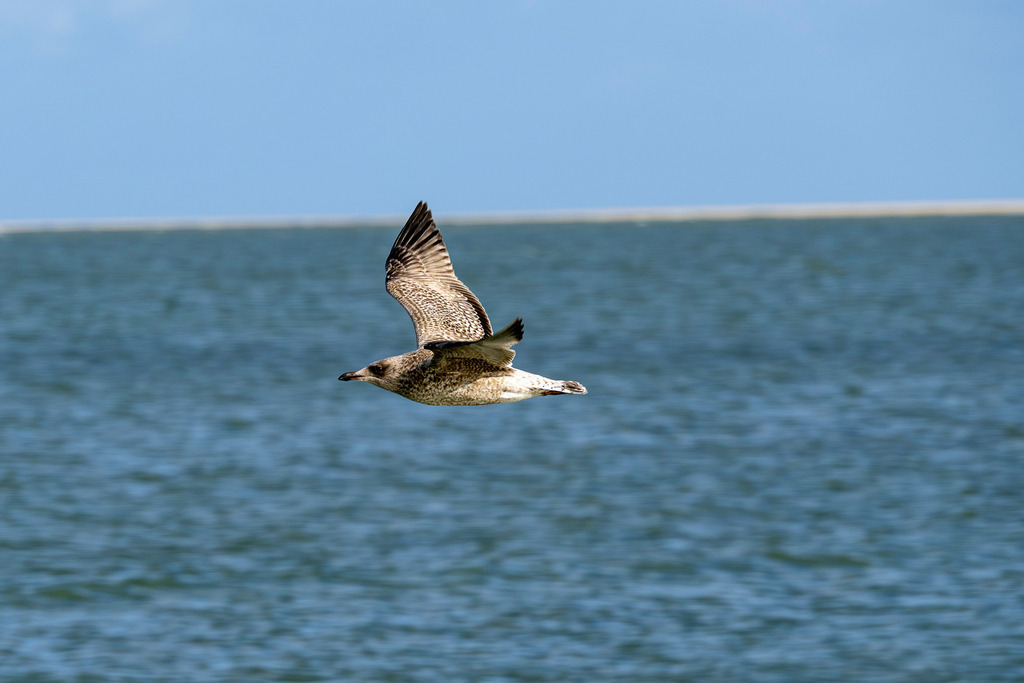 251030_Texel_3971_mr | Entdecke exklusive Fotografie im muebri Shop: Stimmungsvolle Motive  Naturaufnahmen und mehr. Jetzt hochwertige Wandbilder und Fotoabzüge online kaufen! - Realisiert mit Pictrs.com