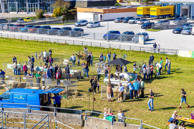 SchaZie Tag | Bildershop von pixelworld.at - Realisiert mit Pictrs.com