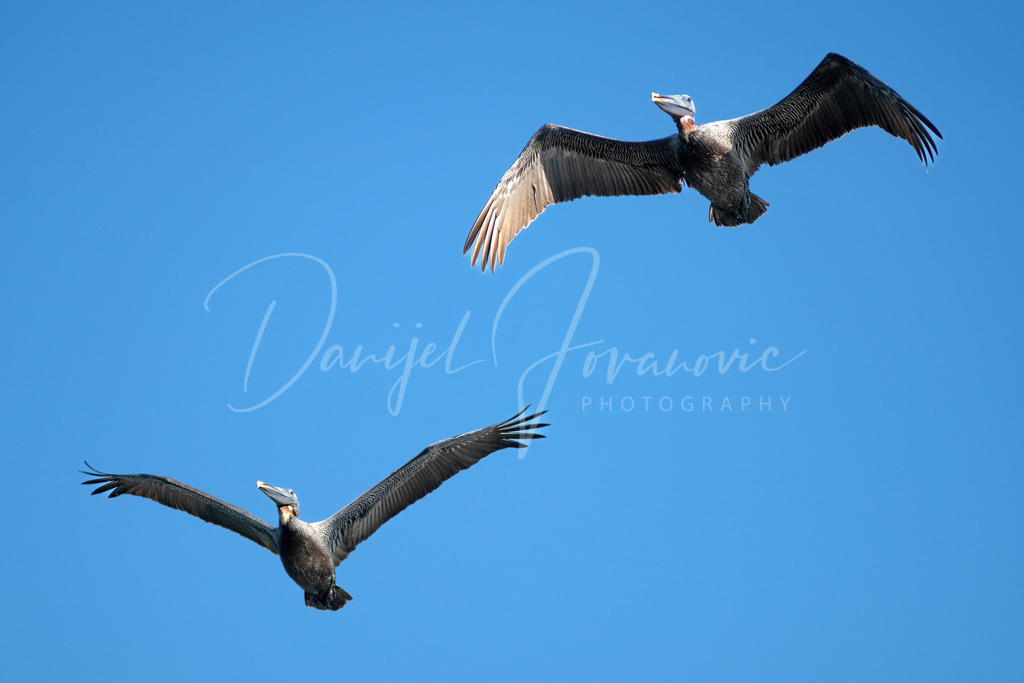 Pelikane | Pelikane in Cienfuegos
