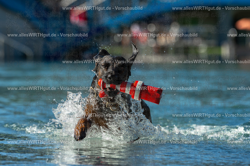 Hundeschwimmen_Volksbad_2026-allesWIRTHgut_Tierfotografie-2609061033-094357-7R508966 | Professionelle Tierfotografie in Mönchengladbach von Daniel Wirth (allesWIRTHgut). Liebevolle & natürliche Bilder von Hunden & Katzen für unvergessliche Erinnerungen.