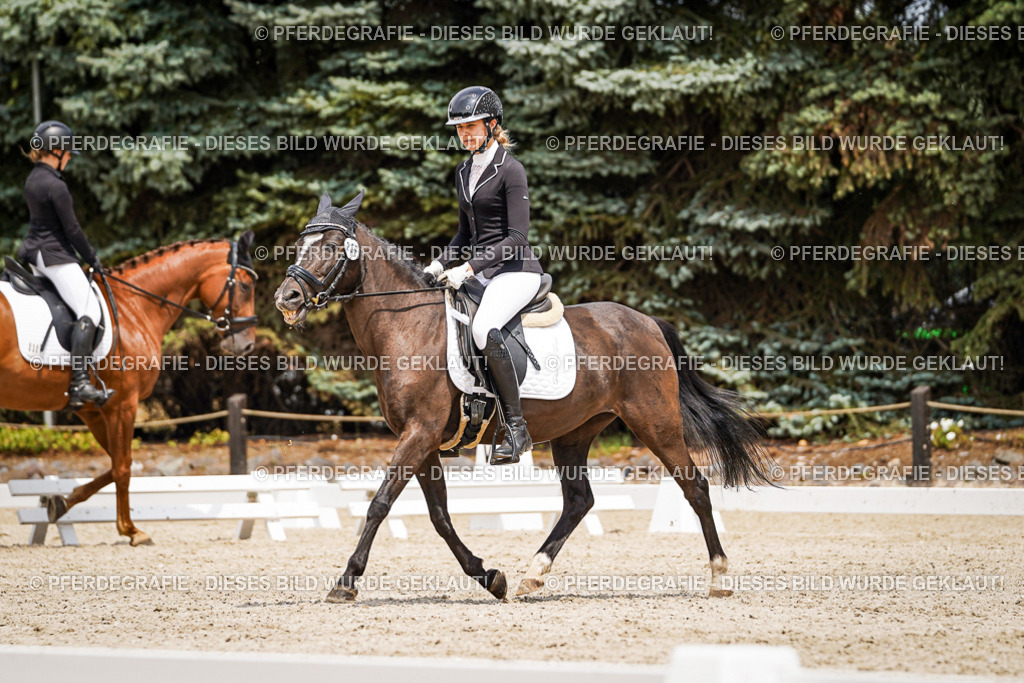 DSC03766 | Pferdegrafie