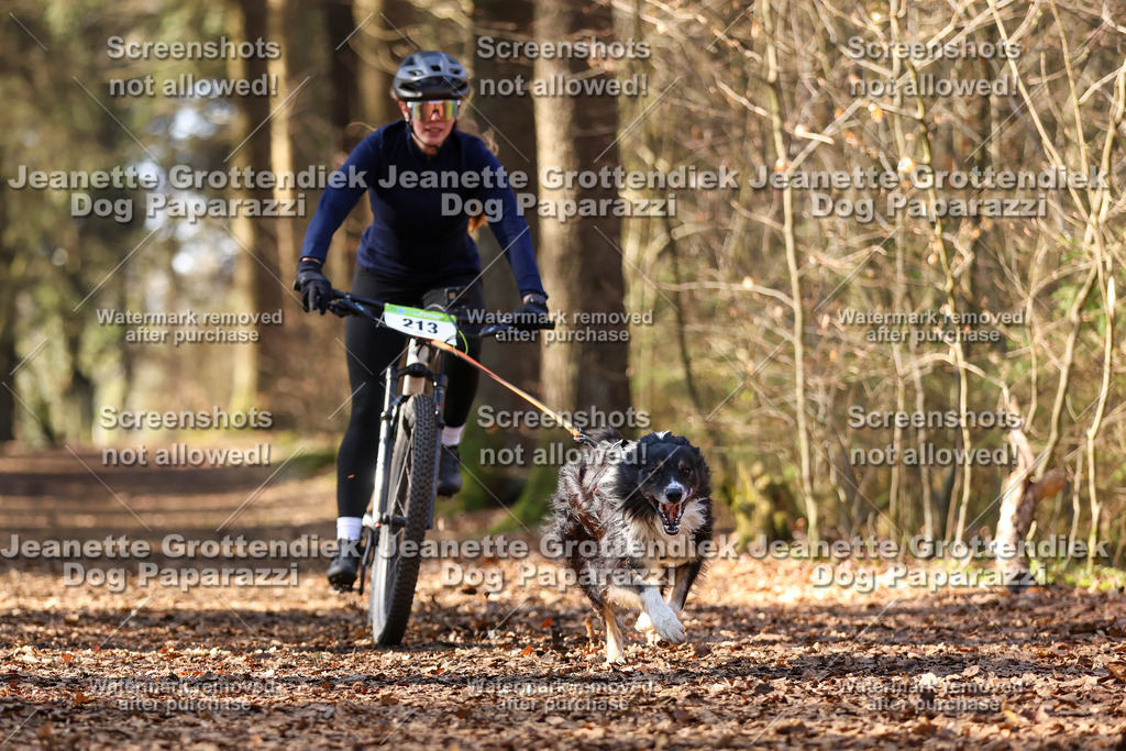 Dog Paparazzi - VCC26-1050 | Dog Paparazzi Jeanette Grottendiek Fotografie & Videografie - Realisiert mit Pictrs.com