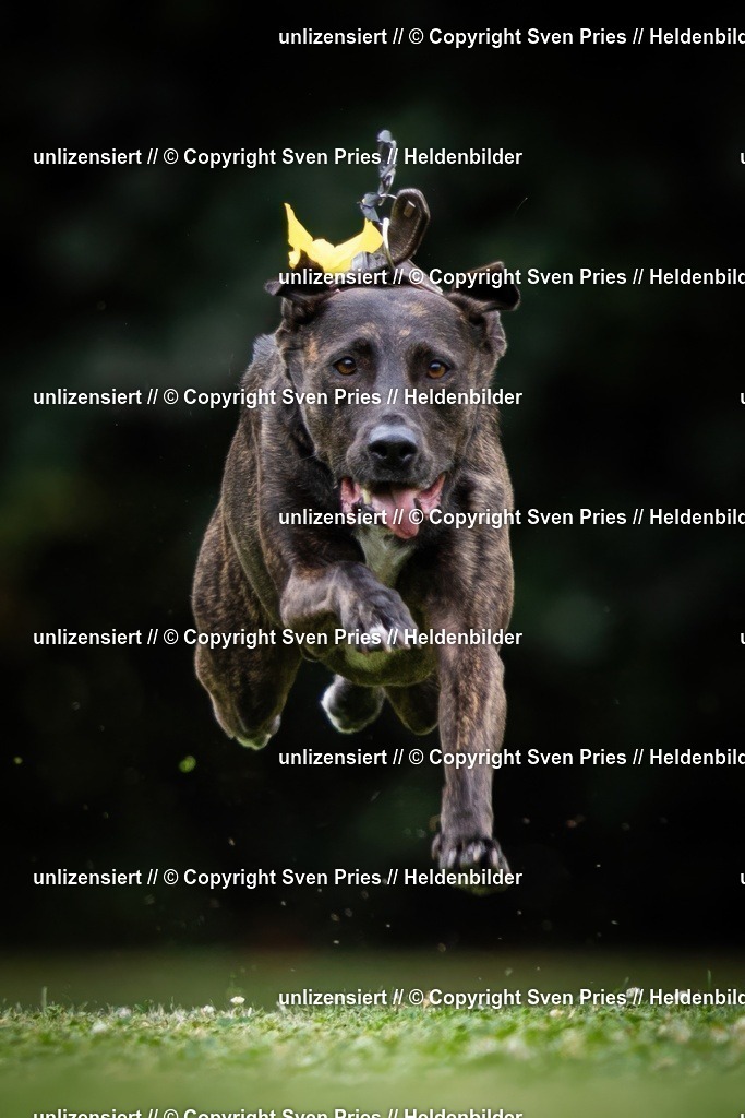 Sven Pries | 19. Allgemeines Hunderennen Karlsruhe Durlach - Realisiert mit Pictrs.com