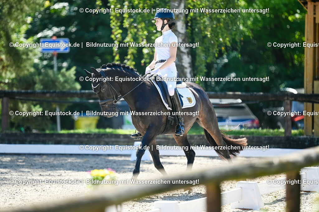 20230908_06_Dressur-L-Trense_0602 | equistock