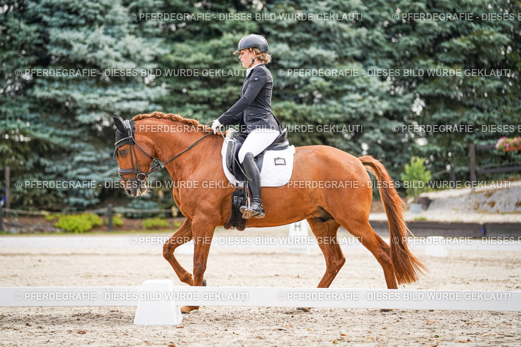 DSC01399 | Pferdegrafie