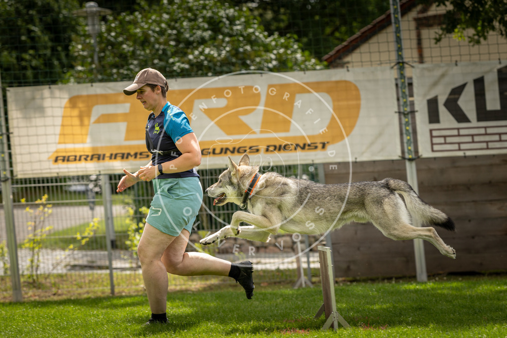 Pfotenfotografie_DV3A3322 | Hundefotografie, Tierfotograf, Pfotenfotografie, Fotoshooting Hund, Hunde Portrait, Hundesport, Hundeportraits, Heideshooting, Hunde, Sportfotograf, Hundefotograf, Turnierhundsport, THS,  - Realisiert mit Pictrs.com